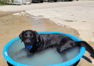KEEP guard dog taking a break